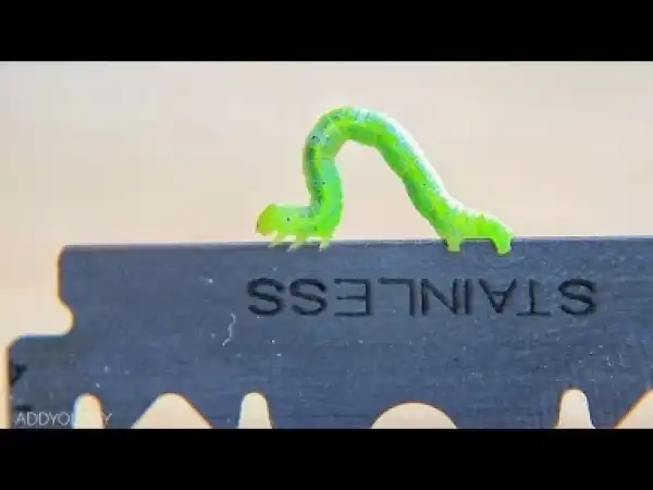 Video: WORM VS BLADE